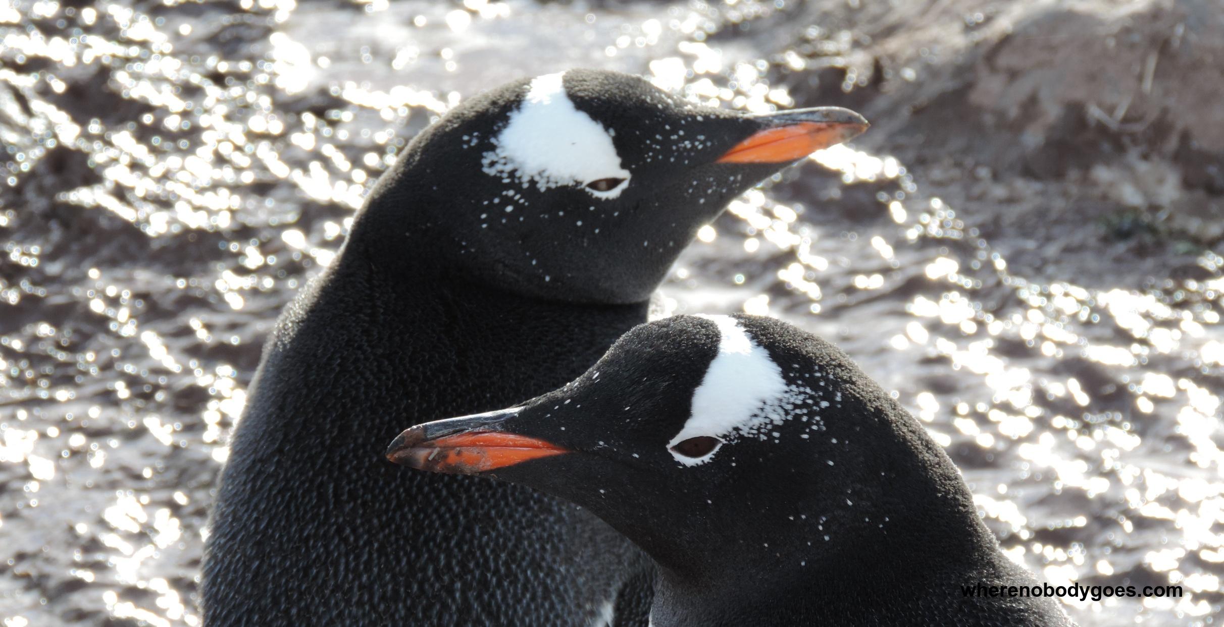 antarctica-astonishing-where-nobody-goes